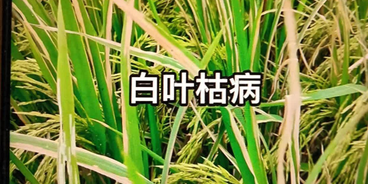 Article Picture