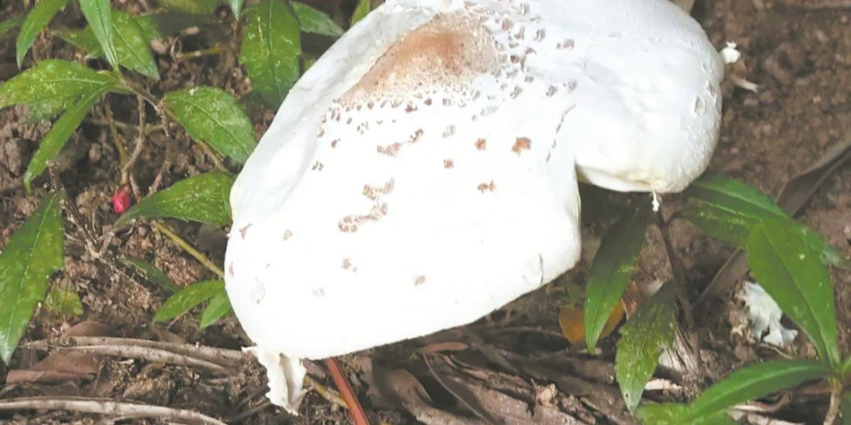Article Picture
