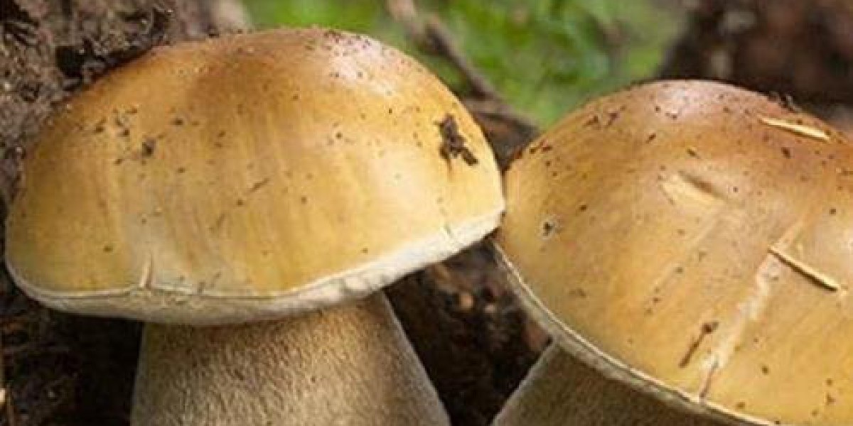 楚雄山珍引爆味蕾，十大特产藏秘密，你最想尝哪个？