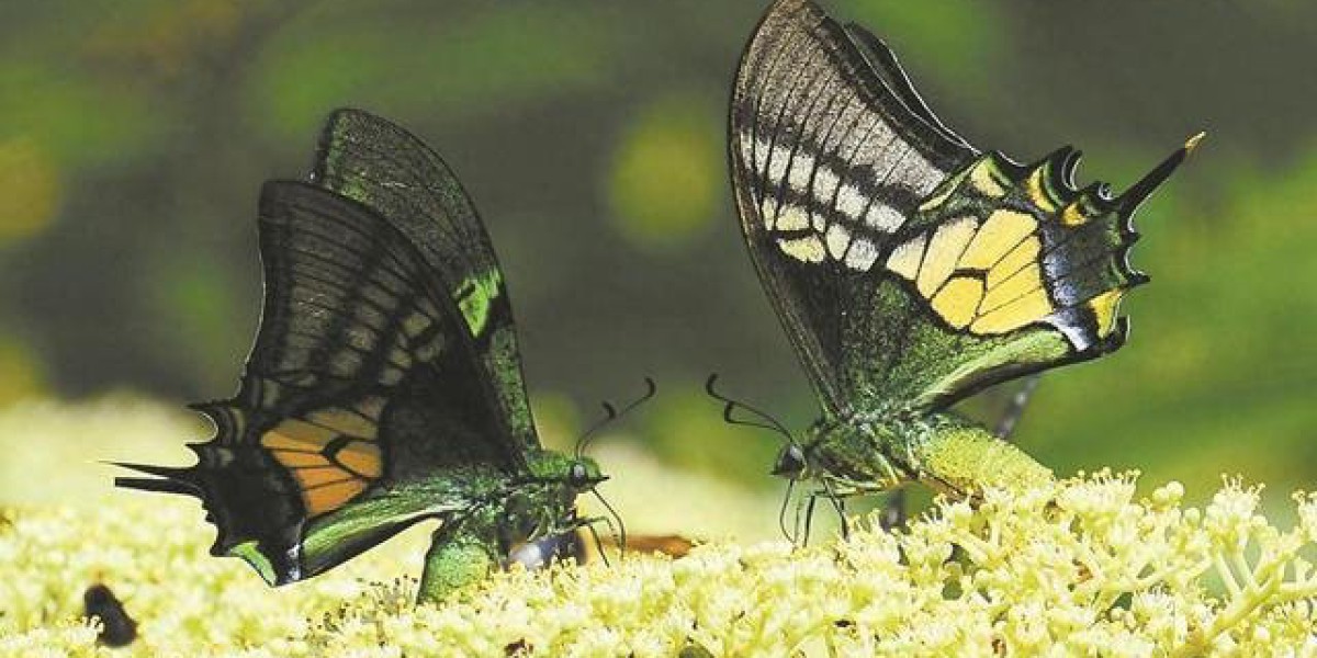 Article Picture