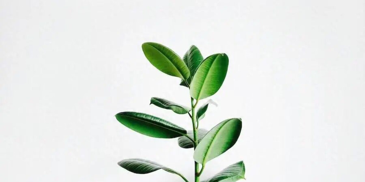Article Picture